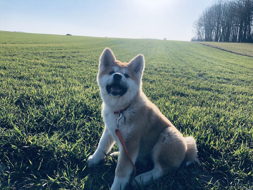 Happy Akita Inu